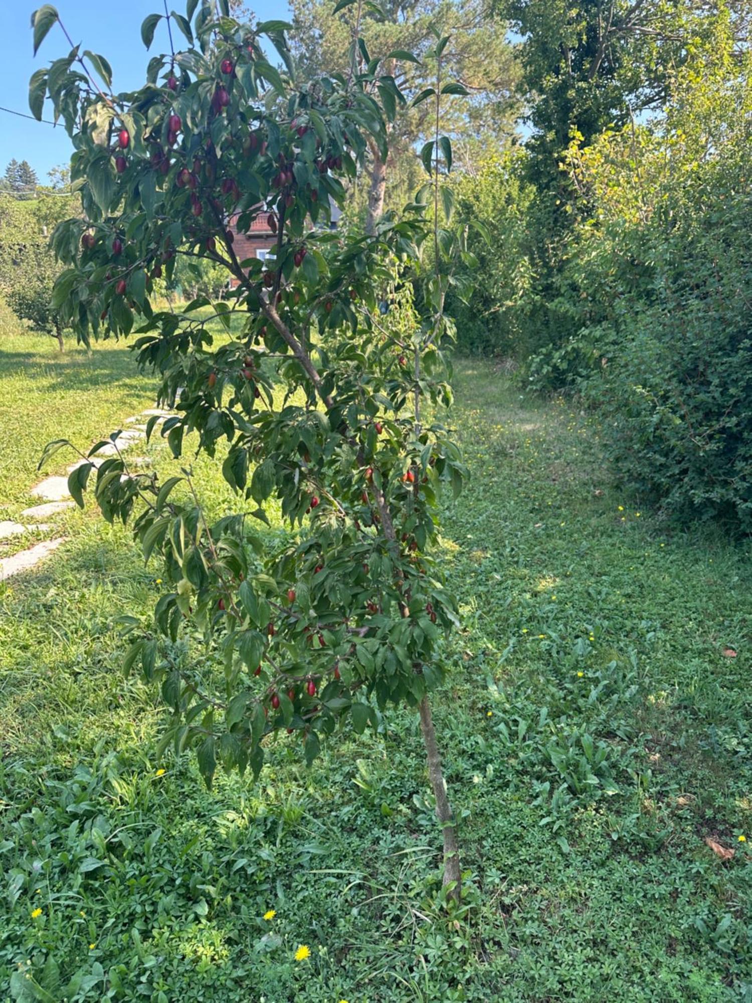 Vacationhome In The Vineyards Vienna Esterno foto